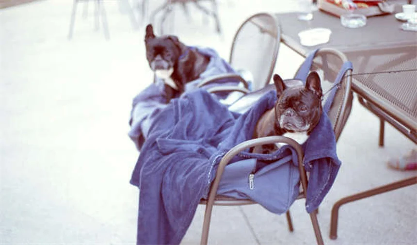 ペットの名前変更はOK？プロが教える成功テク3選